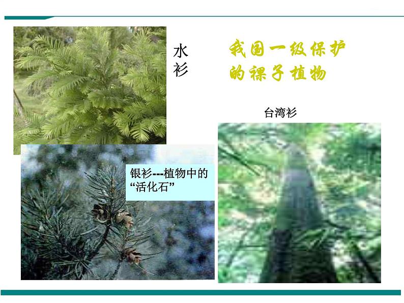 3.1.2 种子植物 第2课时 PPT教学课件第8页