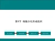 2.4.1  细胞分化形成组织+课件