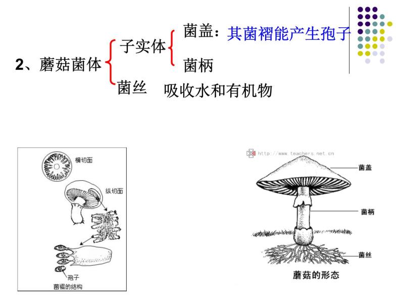 人教版(新课标)八年级上册第三节 真菌图片课件ppt