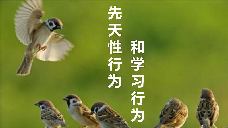 5.2.2 先天性行为和学习行为 课件 人教版八年级上册生物(23张ppt)01