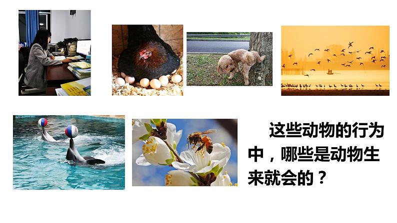 5.2.2 先天性行为和学习行为 课件 人教版八年级上册生物(23张ppt)06