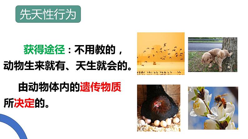 5.2.2 先天性行为和学习行为 课件 人教版八年级上册生物(23张ppt)07