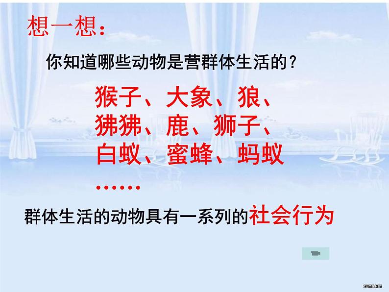 5.2.3社会行为(共47张) 课件07