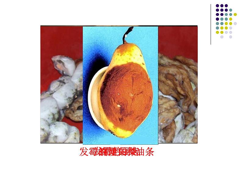 2018年秋人教版生物八年级下册教学课件: 第五单元 第4章 第一节 细菌和真菌的分布第3页
