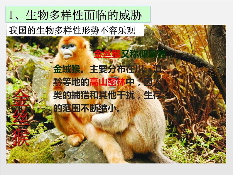 6.3保护生物的多样性新课课件(38张ppt)第8页
