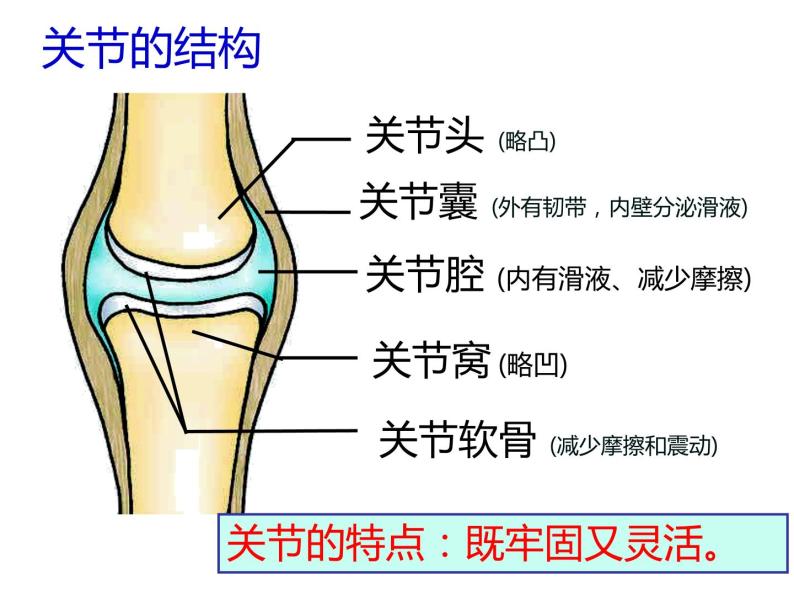 人教版八年级生物上册 第五单元第二章第一节 动物的运动07