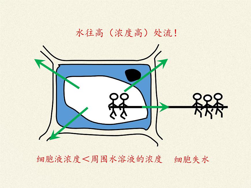 北師大版初中生物七年級上冊 3.5.3 吸收作用 課件第6頁