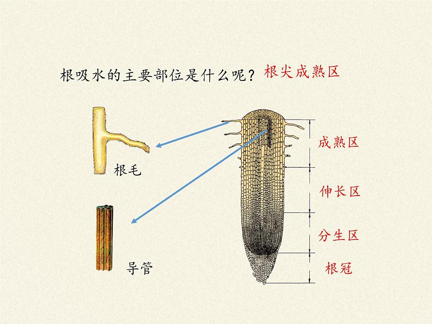 北師大版初中生物七年級上冊 3.5.3 吸收作用 課件第8頁