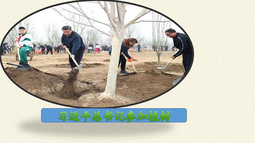北師大版初中生物七年級(jí)上冊(cè) 3.7.3 我國(guó)的綠色生態(tài)工程 課件第3頁(yè)
