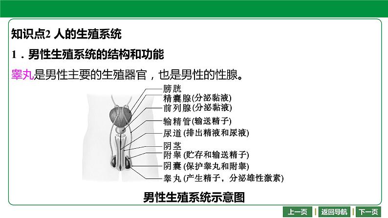 人教版2021年中考一轮复习生物 第四单元 第一章 人的由来 课件07