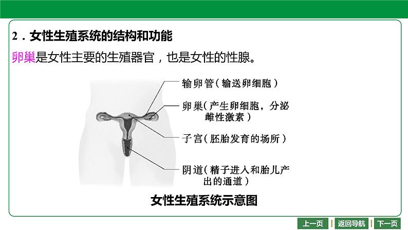 人教版2021年中考一轮复习生物 第四单元 第一章 人的由来 课件08