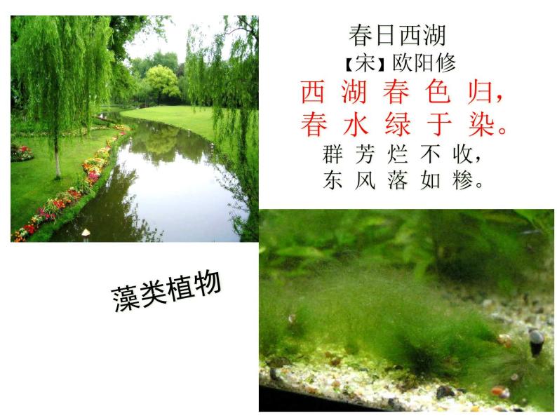 14.1五彩缤纷的植物世界 课件 苏教版八年级生物上册08