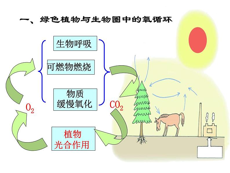 苏教版生物七年级上册课件:3.7.2绿色植物与生物圈的物质循环(共23张PPT)04