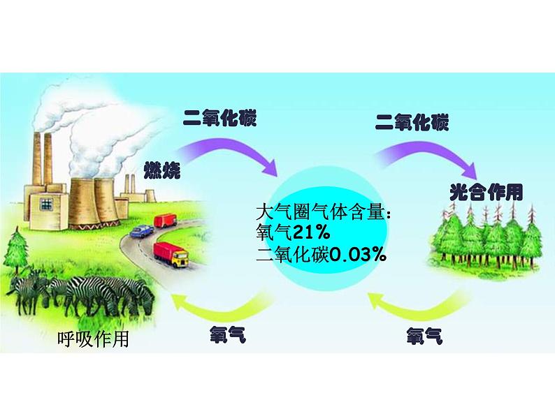 苏教版生物七年级上册课件:3.7.2绿色植物与生物圈的物质循环(共23张PPT)05
