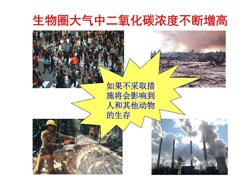 苏教版生物七年级上册课件:3.7.2绿色植物与生物圈的物质循环(共23张PPT)08