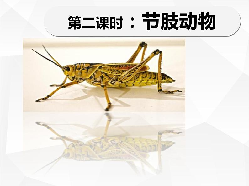 人教版生物八年级上册生物课件 5.1.3:节肢动物01