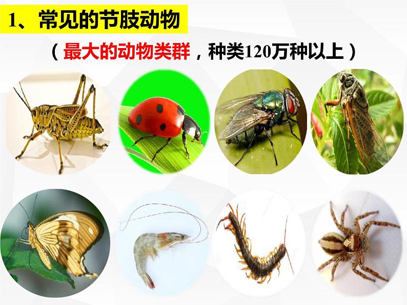 人教版生物八年级上册生物课件 5.1.3:节肢动物02