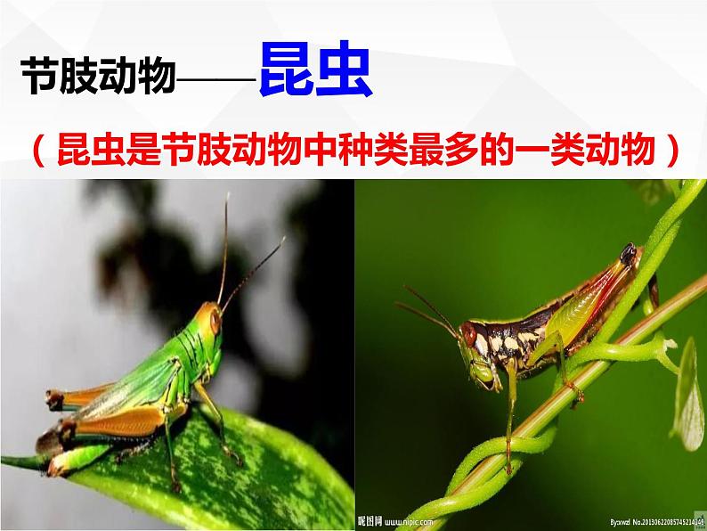 人教版生物八年级上册生物课件 5.1.3:节肢动物04