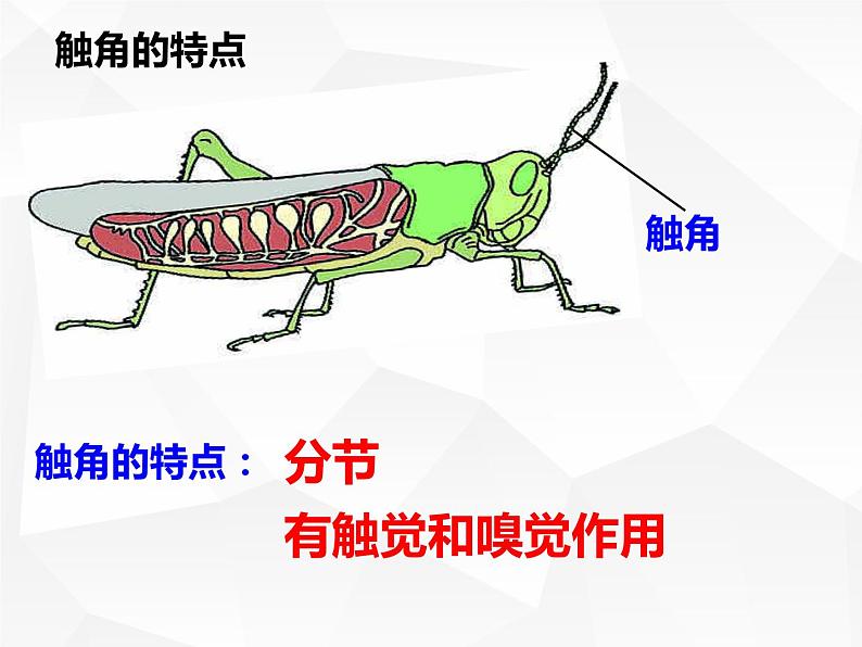 人教版生物八年级上册生物课件 5.1.3:节肢动物06