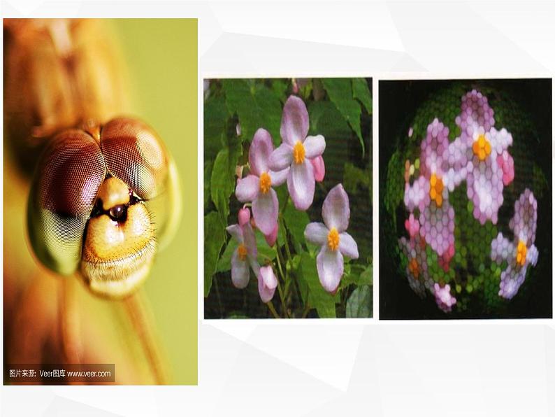 人教版生物八年级上册生物课件 5.1.3:节肢动物07