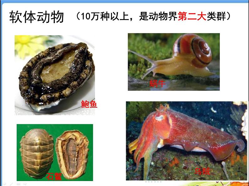 人教版 八年级上册 生物 第五单元 第一章 第三节 《软体动物和节肢动物》第2页