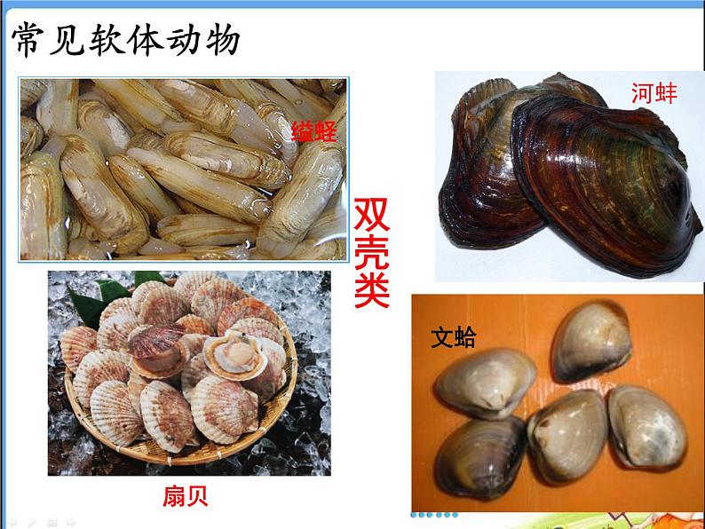 人教版 八年级上册 生物 第五单元 第一章 第三节 《软体动物和节肢动物》第3页
