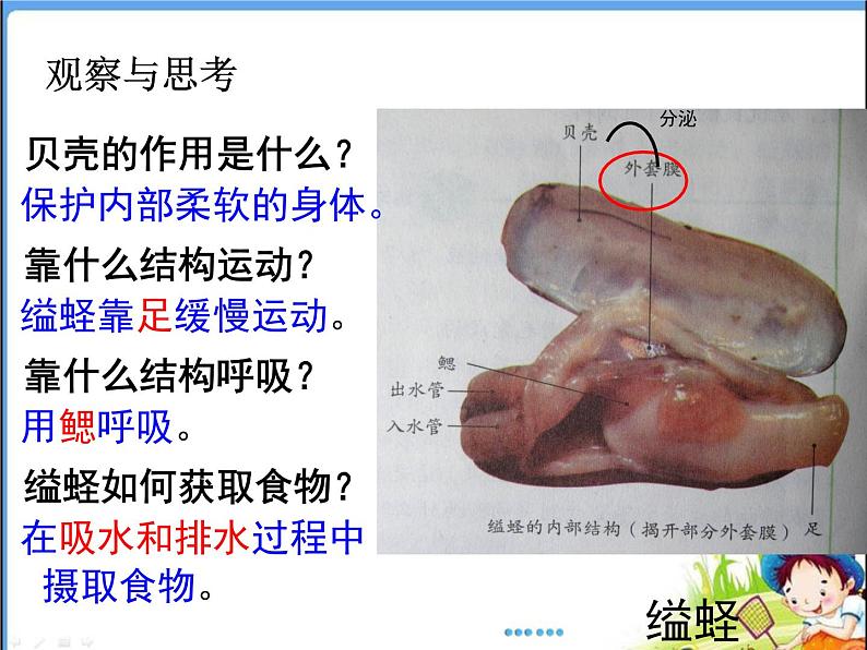 人教版 八年级上册 生物 第五单元 第一章 第三节 《软体动物和节肢动物》第4页