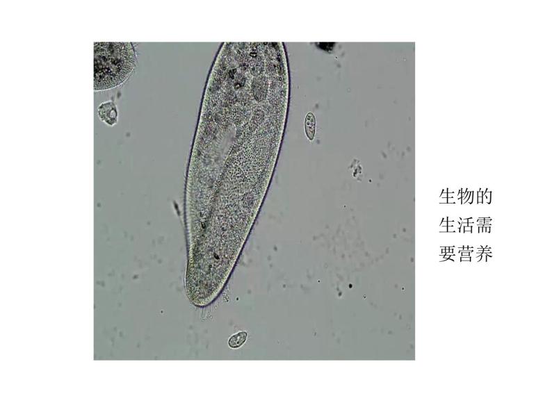 人教版生物七年级上册2.2.4《单细胞生物》课件08