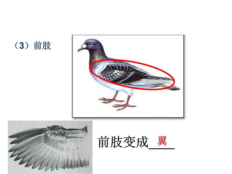 人教版八年级上册生物 第五单元 第六节 鸟 课件08