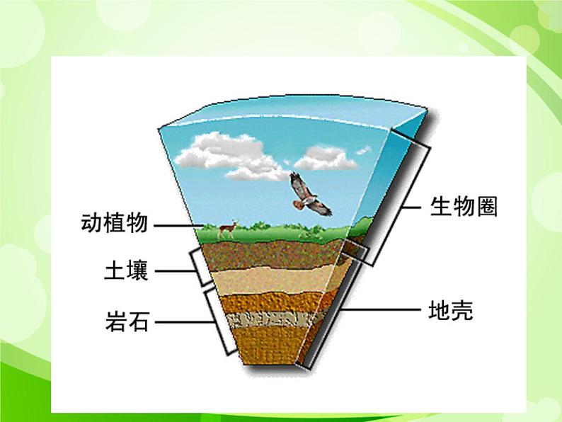 人教版生物七年级上册1.2.3生物圈是最大的生态系统 课件05