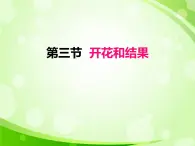 人教版生物七年级上册3.2.3开花和结果  课件