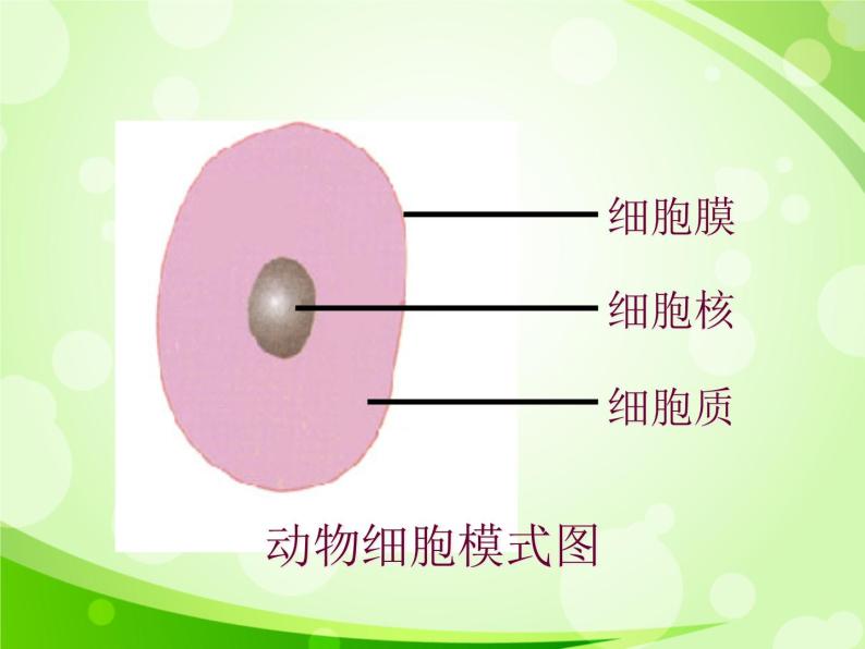 人教版生物七年级上册2.1.4细胞的生活  课件03