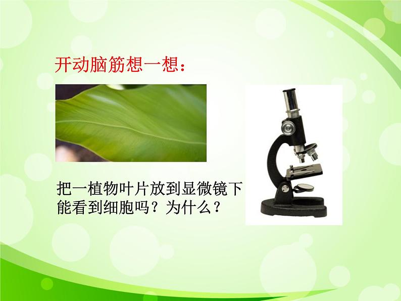 人教版生物七年级上册2.1.2植物细胞 课件02