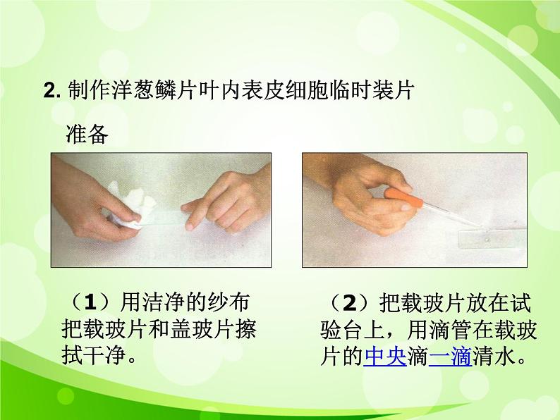 人教版生物七年级上册2.1.2植物细胞 课件04