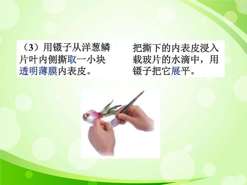人教版生物七年级上册2.1.2植物细胞 课件05
