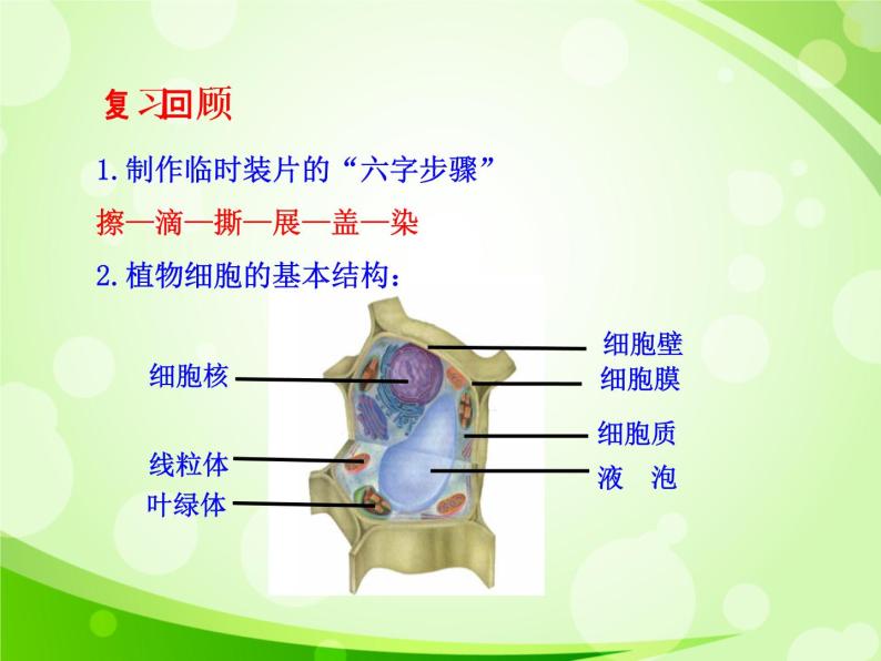 人教版生物七年级上册2.1.3动物细胞  课件02