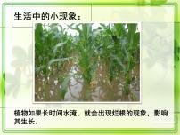 初中生物人教版 (新课标)七年级上册第三单元 生物圈中的绿色植物第五章 绿色植物与生物圈中的碳—氧平衡第二节 绿色植物的呼吸作用教课ppt课件