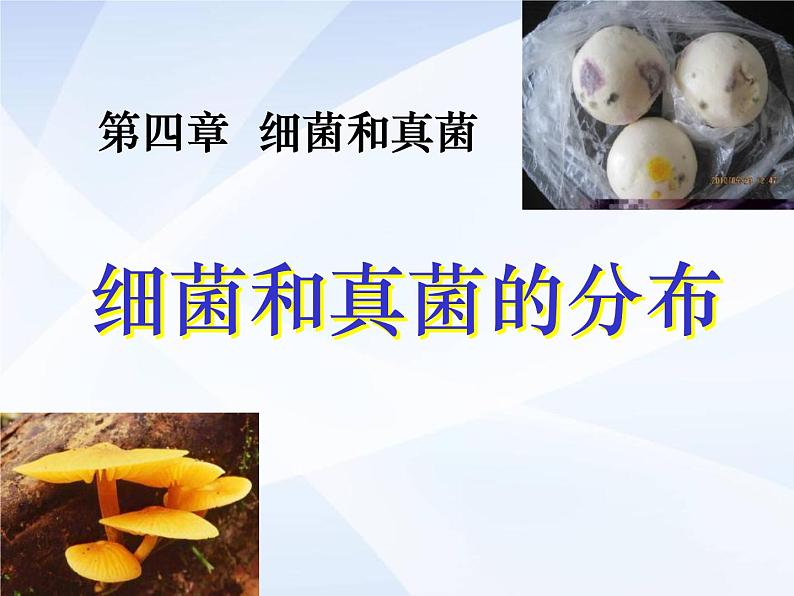 人教版生物八年级上册: 4.1细菌和真菌的分布 (共34张PPT)课件01