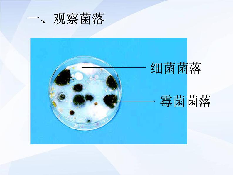 人教版生物八年级上册: 4.1细菌和真菌的分布 (共34张PPT)课件04