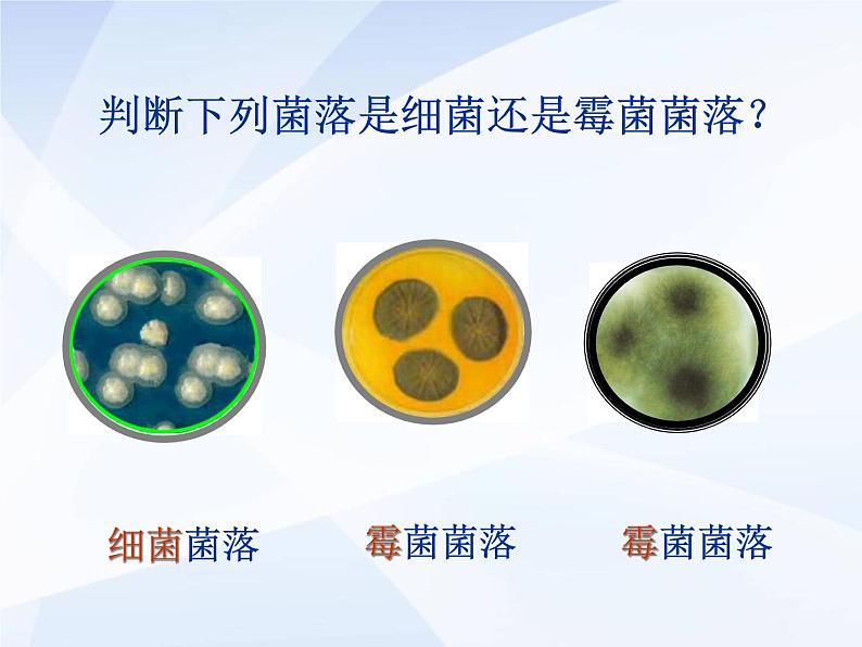 人教版生物八年级上册: 4.1细菌和真菌的分布 (共34张PPT)课件08
