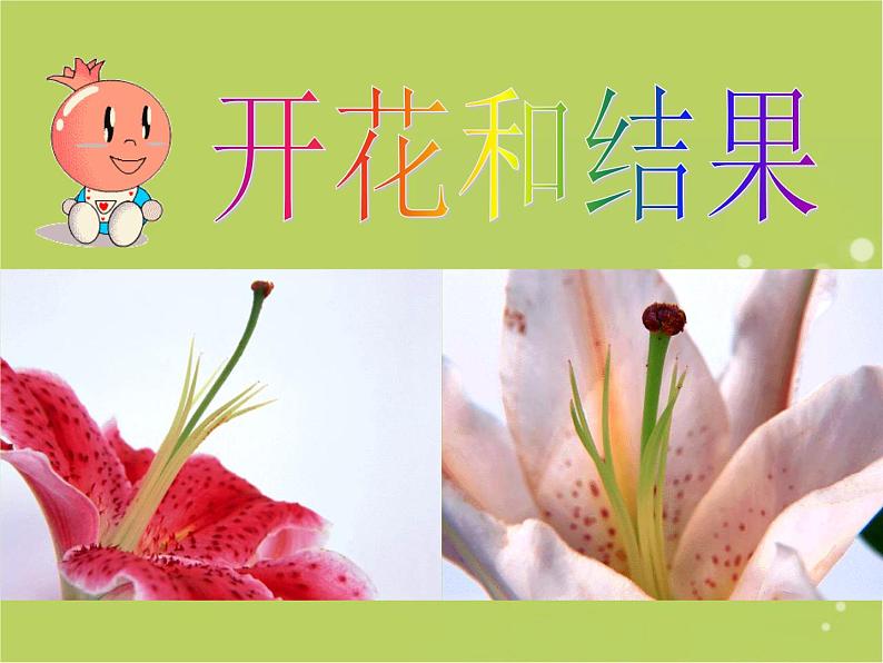 人教版生物七年级上册:3.2.3 开花和结果(共19张PPT)课件01