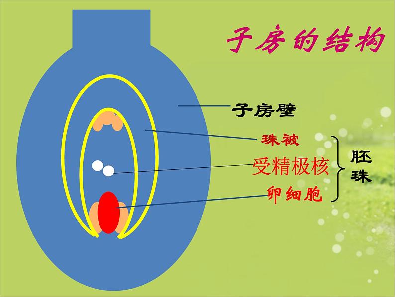 人教版生物七年级上册:3.2.3 开花和结果(共19张PPT)课件05