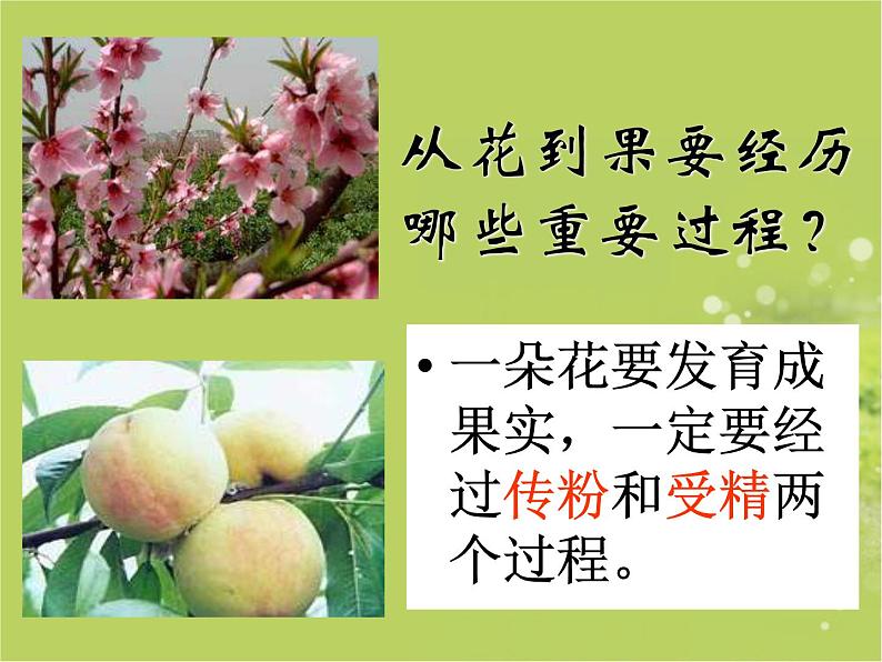 人教版生物七年级上册:3.2.3 开花和结果(共19张PPT)课件07