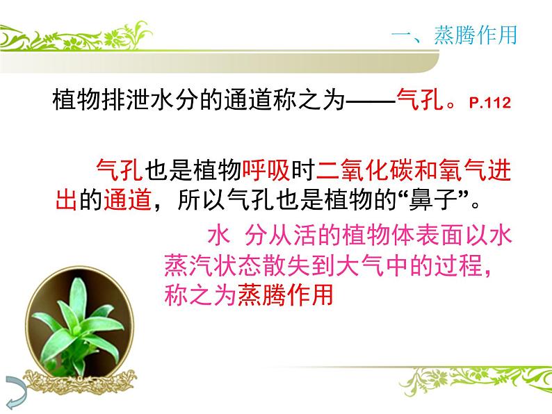 人教版生物七年级上册3.3绿色植物与生物圈的水循环 课件第4页