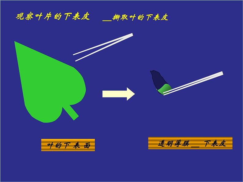 人教版生物七年级上册3.3绿色植物与生物圈的水循环 课件第5页