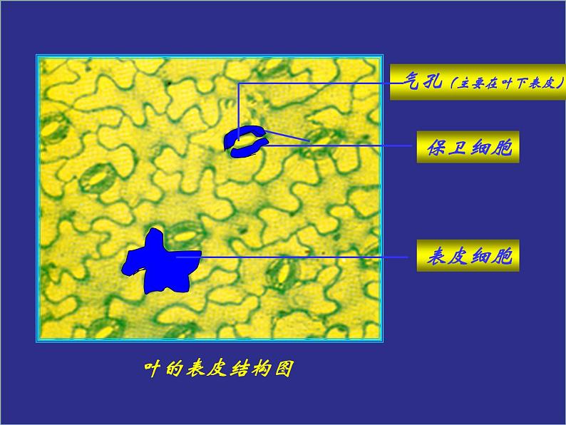 人教版生物七年级上册3.3绿色植物与生物圈的水循环 课件第7页