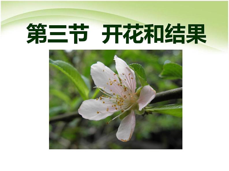 人教版生物七年级上册:3.2.3开花和结果(共23张PPT)课件01