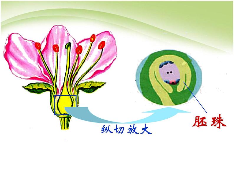 人教版生物七年级上册:3.2.3开花和结果(共23张PPT)课件05