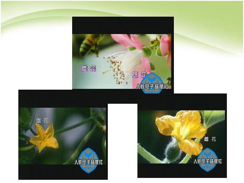 人教版生物七年级上册:3.2.3开花和结果(共23张PPT)课件06
