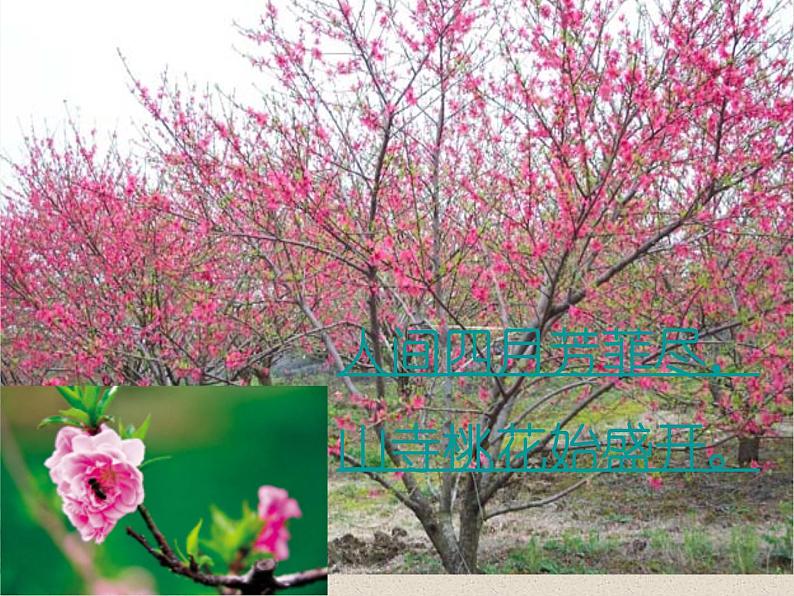 人教版生物七年级上册:3.2.3 开花和结果(共39张PPT)课件第3页